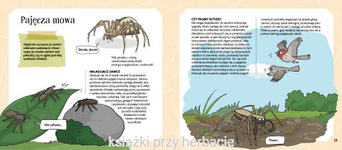 Pająki w sieci i bez sieci 3_ksiegarniaksiazkiprzyherbacie.jpg