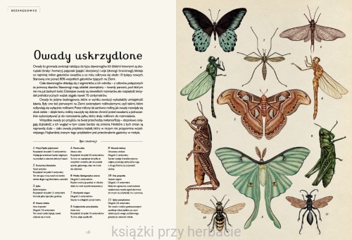 Animalium. Muzeum Zwierząt 2_ksiegarniaksiazkiprzyherbacie.jpg