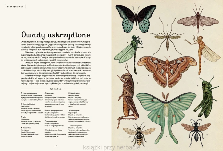 Animalium. Muzeum Zwierząt 2_ksiegarniaksiazkiprzyherbacie.jpg