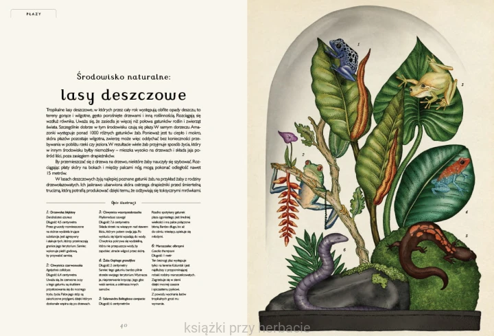 Animalium. Muzeum Zwierząt 3_ksiegarniaksiazkiprzyherbacie.jpg