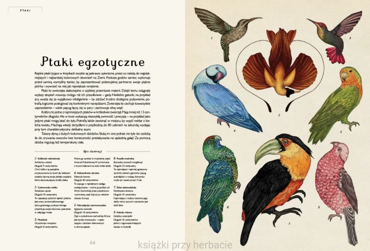 Animalium. Muzeum Zwierząt 4_ksiegarniaksiazkiprzyherbacie.jpg