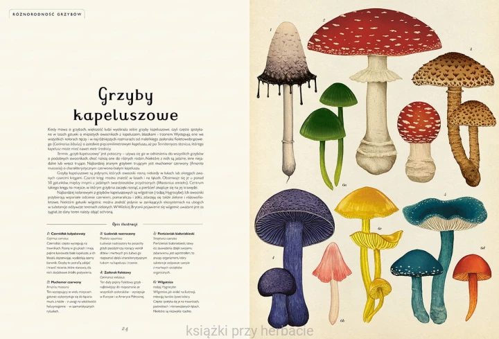 Fungarium. Muzeum grzybów 2_ksiegarniaksiazkiprzyherbacie.jpg