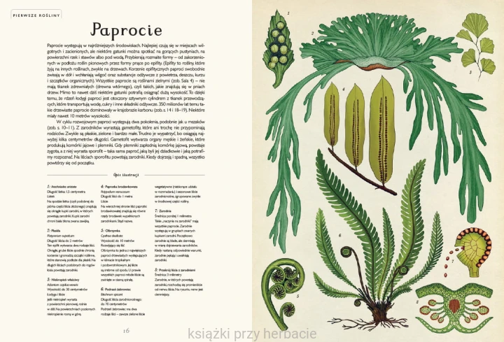Botanicum 2_ksiegarniaksiazkiprzyherbacie.jpg
