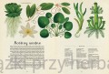 Botanicum 4_ksiegarniaksiazkiprzyherbacie.jpg