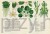 Botanicum 4_ksiegarniaksiazkiprzyherbacie.jpg