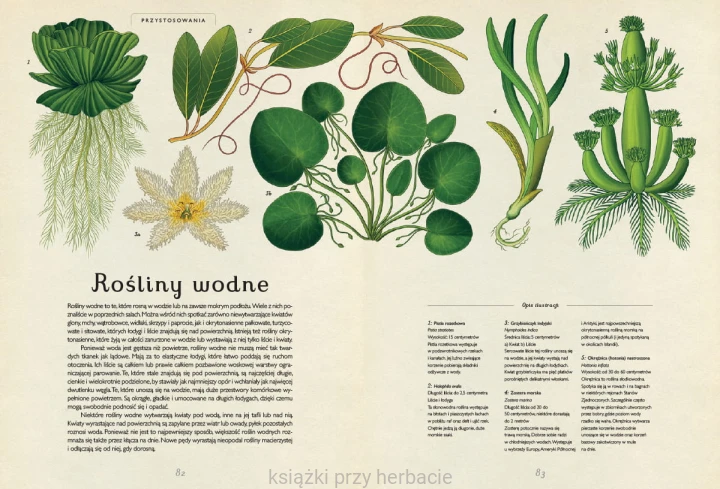 Botanicum 4_ksiegarniaksiazkiprzyherbacie.jpg