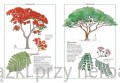 Ilustrowany inwentarz drzew 4_ksiegarniaksiazkiprzyherbacie.jpg